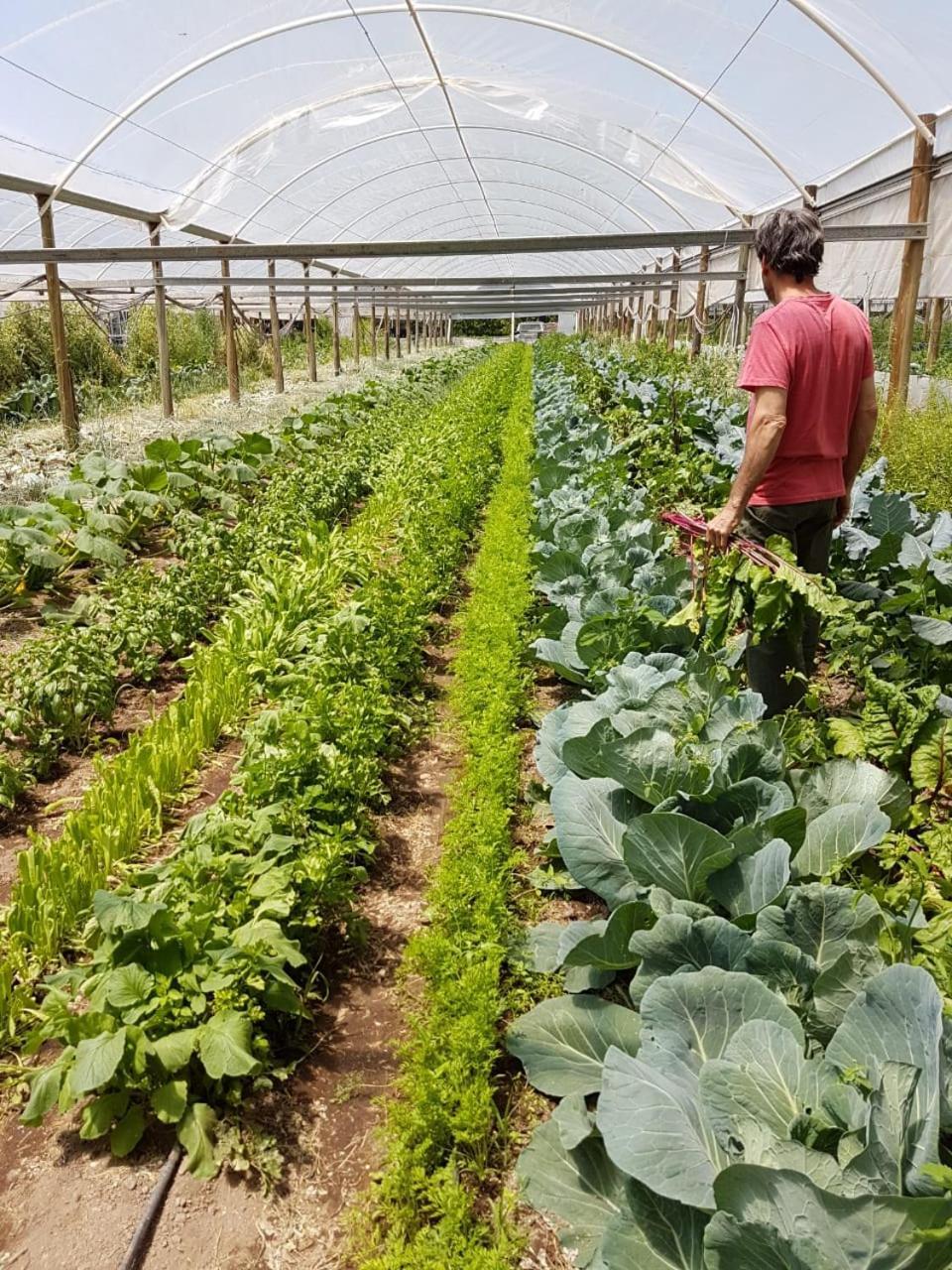Casa De Campo Flor Dorada Centenario Kültér fotó
