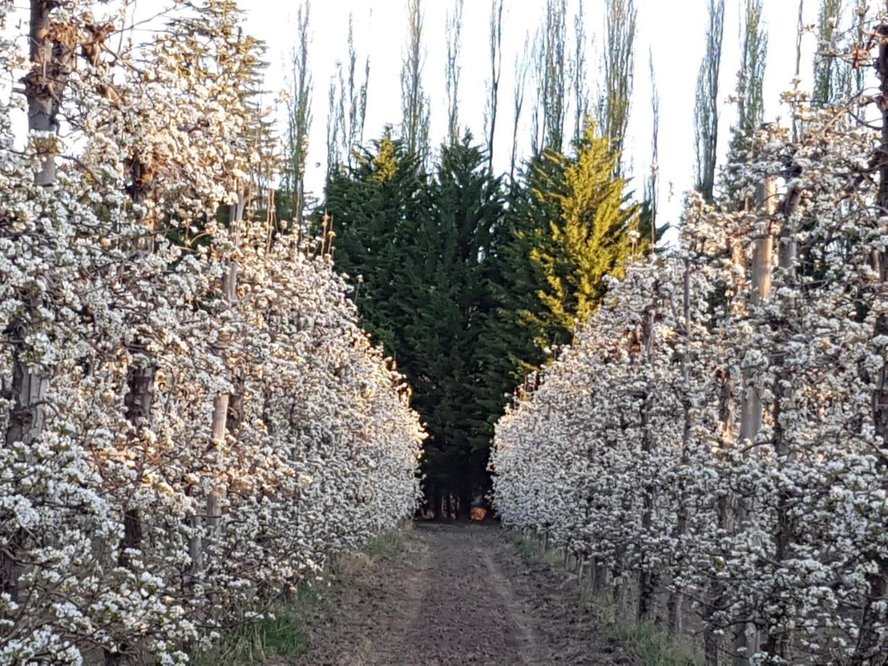 Casa De Campo Flor Dorada Centenario Kültér fotó